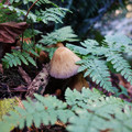 mushroom.JPG