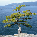 sea_tree.jpg